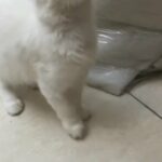 4 Month Old Kitten in Sharjah