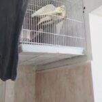 BREEDING PAIR FOR SALE in Sharjah