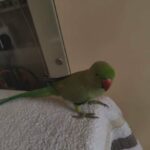 Ringneck parrot 🦜 in Sharjah