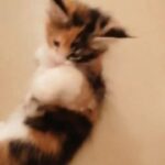 Pure breed Mainecoon kitten in Abu Dhabi