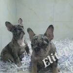 French bulldog merle in Dubai