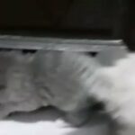 قطط هيمالايا وشيرازي in Dubai
