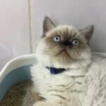 Breed Himalayan Age 4 Months in Sharjah