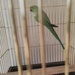 ringneck parrot 🦜 in Sharjah