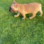 French Bulldog Male in Dubai