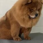 Chow chow Male For Mating للتلقيح فقط 🧸 in Ajman