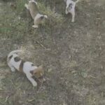 Jack Russell puppies available in Umm Al Quwain