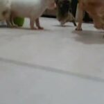 Merle Chihuahua Puppies in Dubai