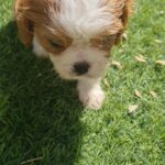 Cavalier King Charles male in Dubai