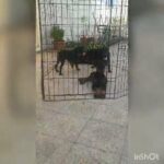 Doberman puppies in Dubai