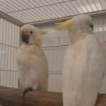 Sulphur Crested Cockatoo in Dubai