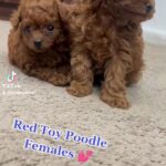 🫰Red Toy Poodle Females 🐩 in Dubai