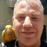 Golden  Conure (Queen Of Bavaria ) in Dubai