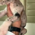 Great Dane Puppies (TOP QUALITY) in Abu Dhabi