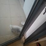 URGENT Adorable Female Turkish Angora X Persian Kitten, 550 AED URGENT in Dubai