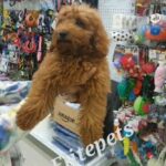 toy poodle in Dubai