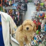 toy poodle in Dubai