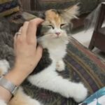 Cats for adoption in Al Ain