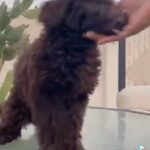🥰Chocolate Mini Poodle 🐩 in Dubai