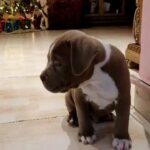 3 months old classic American bully in Dubai