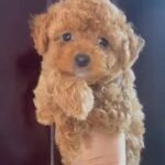 Toy Poodle Female Available 🇦🇪 in Dubai