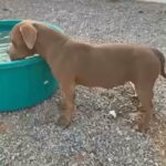 Adult American Bully For Sale in Abu Dhabi