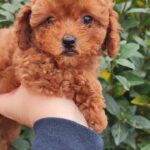 TEACUP POODLE FEMALE PURE BREED HEALTHY PUPPY in Dubai