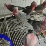 Galah in Dubai