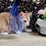 15000dhs Maine coon kitten pure breed with pedigree in Dubai