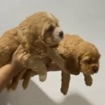 [ SOLD ]cocker spaniel puppies for sale in Sharjah