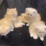 [ SOLD ] Siberian Kittens in Sharjah