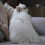 [ SOLD ] Blue Sliver Female Cat in Sharjah