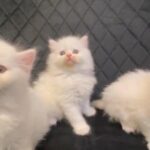 [ SOLD ] Siberian white kittens in Sharjah