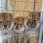 for sale  Chow Chow in Sharjah