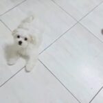 Maltese puppies in Dubai