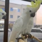 فروخ سلفر كرست كوكاتو اليفه Pet cockatoo chicks in Ajman