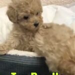 TOY POODLE HEALTHY HOME RAISED PUPPIES AVAILABLE in Dubai