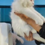 Turkish Angora in Dubai