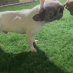 French Bulldog in Abu Dhabi