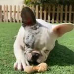 French Bulldog in Abu Dhabi