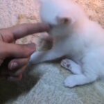 3 white kittens with beautiful blue eyes for sale in Sharjah