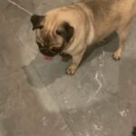 1 YEAR OLD FEMALE PUG in Dubai