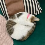 Female Kitten for Free Adoption in Dubai