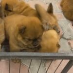 Pure High Quality Chow Chow Puppies in Dubai