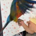 شامروك مكاو - Shamrock Macaw in Dubai