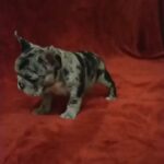 Top quality french bulldog puppies in Dubai