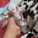 Dalmatian Puppies “for Sale/reservation in Abu Dhabi