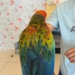كاميلوت مكاو - Camelot macaw in Dubai