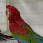 Green Wing Macaw in Dubai