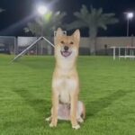 Shiba Inu Male in Dubai